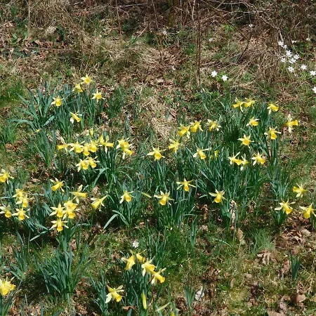 Lejlighed Charly